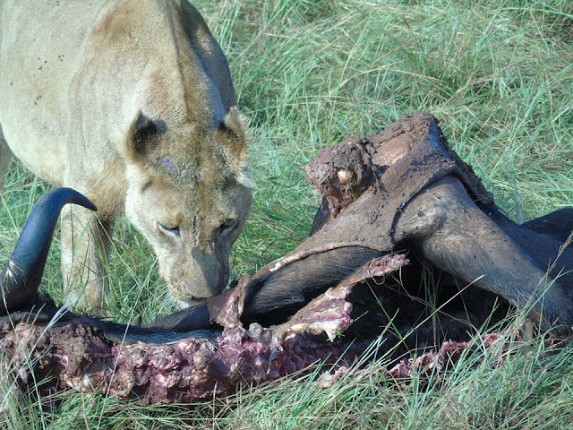 lioness eating a kill masai mara kenya africa safari