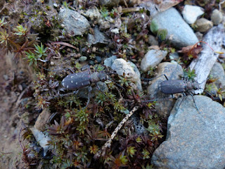 Cicindèle à douze points - Cicindela duodecimguttata