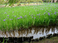 約2000㎡ある池にはカキツバタの野生の群落