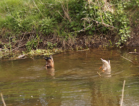 Spring in Norfolk countryside