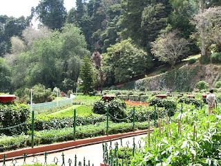 Botanical Gardens - Ooty