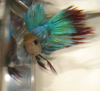 crowntail betta splenden