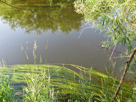 river derwent barbel swims