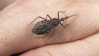 Chagas, Penyakit Mematikan Nomor Dua Setelah AIDS