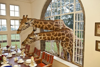 Giraffe Manor