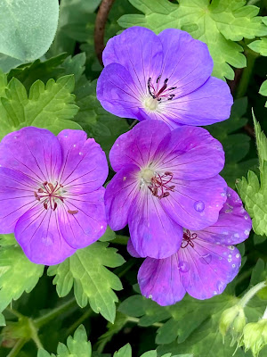 Deep blue geranium flowers