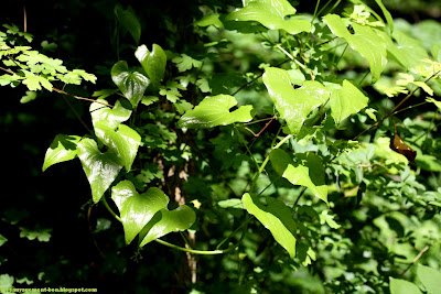 Feuilles de tamier