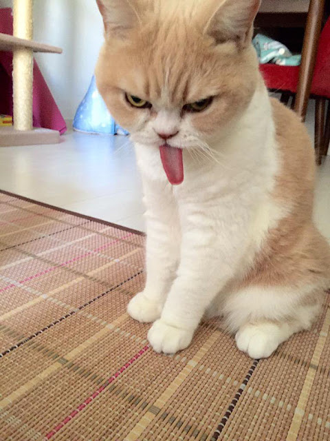  angry cat