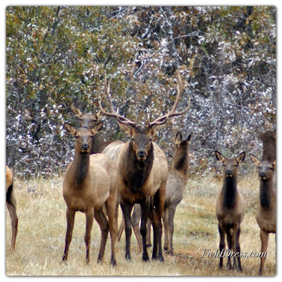 Acres, elk, foundation, habitat, public, dnr,conservations, hunting, hunt, hunters