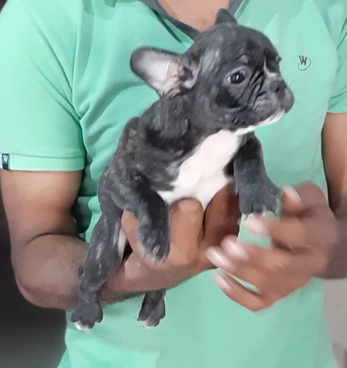 99+ French Bulldog Puppy Price In India