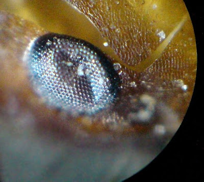 Ant Parts -head