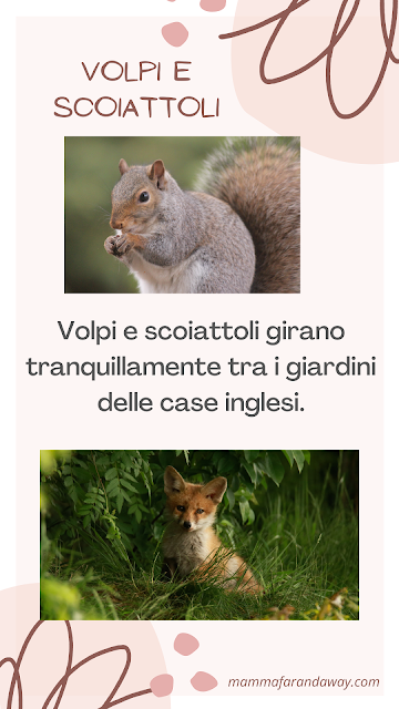 animali selvatici inghilterra