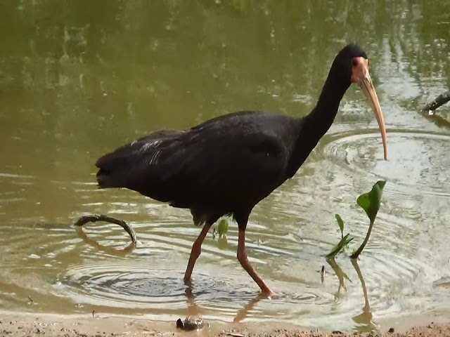 Types Of Wild Birds