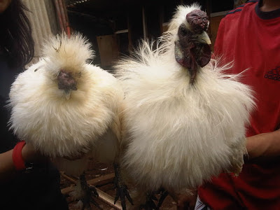 Ayam Kapas Ayam unik dan lucu Tips cara memelihara ayam