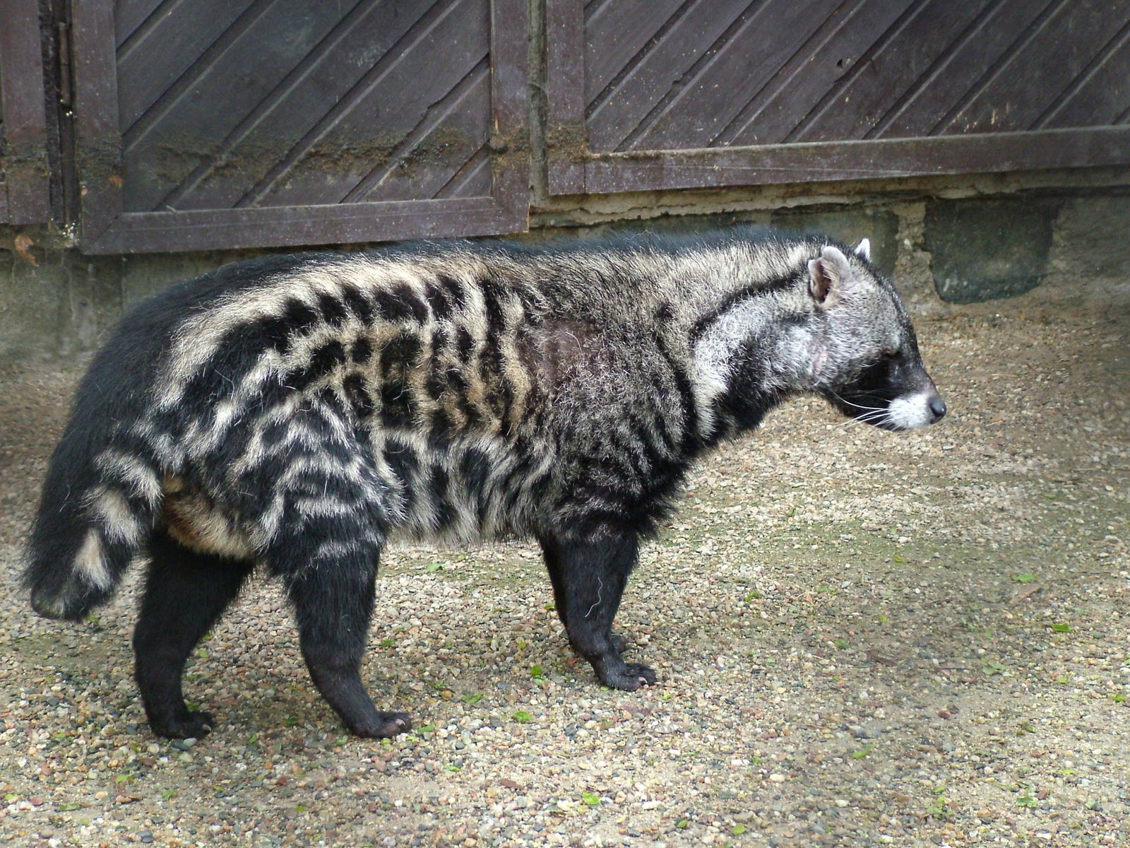 African Civet Animal  Facts Information Latest Pictures 
