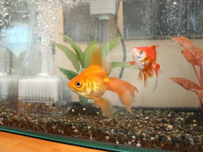 25 ++ 金魚 追いかけまわす 152506-金魚 追いかけまわす