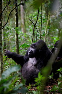 Gorilla Trekking Tour In Uganda