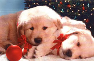 Christmas Puppy Backgrounds