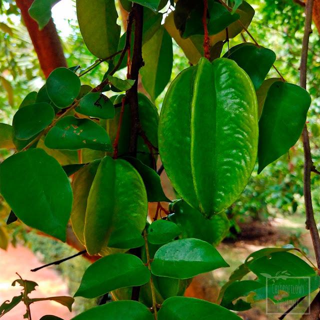 Karambola, oskomian pospolity, starfruit, gwiezdny owoc (Averrhoa carambola) - kwiaty, kwitnienie, roślina, pokrój, wygląd, jak kwitnie karambola, jak wyglądają kwiaty karamboli? Zapylanie, pochodzenie, wygląd, budowa kwiatu, jak powstaje i jak rośnie owoc karamboli. Ciekawostki na temat roślin egzotycznych, owocowych, tropikalnych, użytkowych.