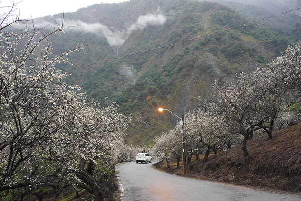 南投信義土場梅園(土場楊家梅園)馬路兩側雪白一片就像到了雪國