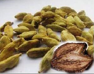 Manfaat Tanaman Obat Bidara Upas untuk Kesehatan