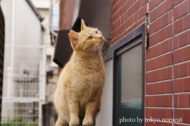 猫写真