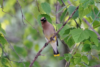 Cedar Waxwing in Scarborough Heights Park