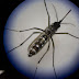 US Ciptakan Nyamak Yang Bisa Membunuh Nyamuk?