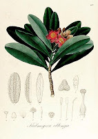 Desenhos de Plantas de Johann Baptist Emanuel Pohl