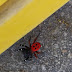 Φώτο: Μία σπάνια αράχνη Πασχαλίτσα βρέθηκε στην Ξιφιανή Αλμωπίας