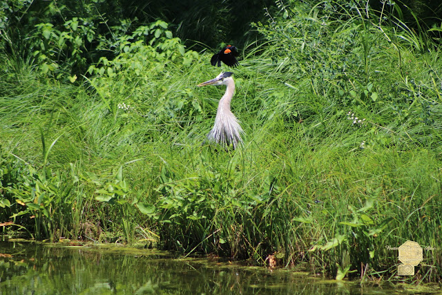 Annoyed - Heron And Red Winged Blackbird 8 Of 10