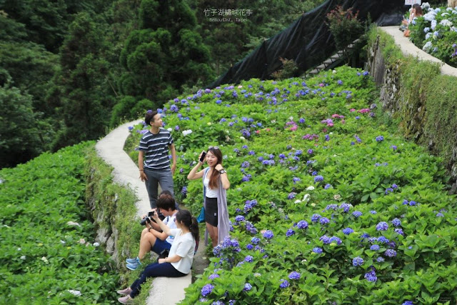 2017 繡球花季-24