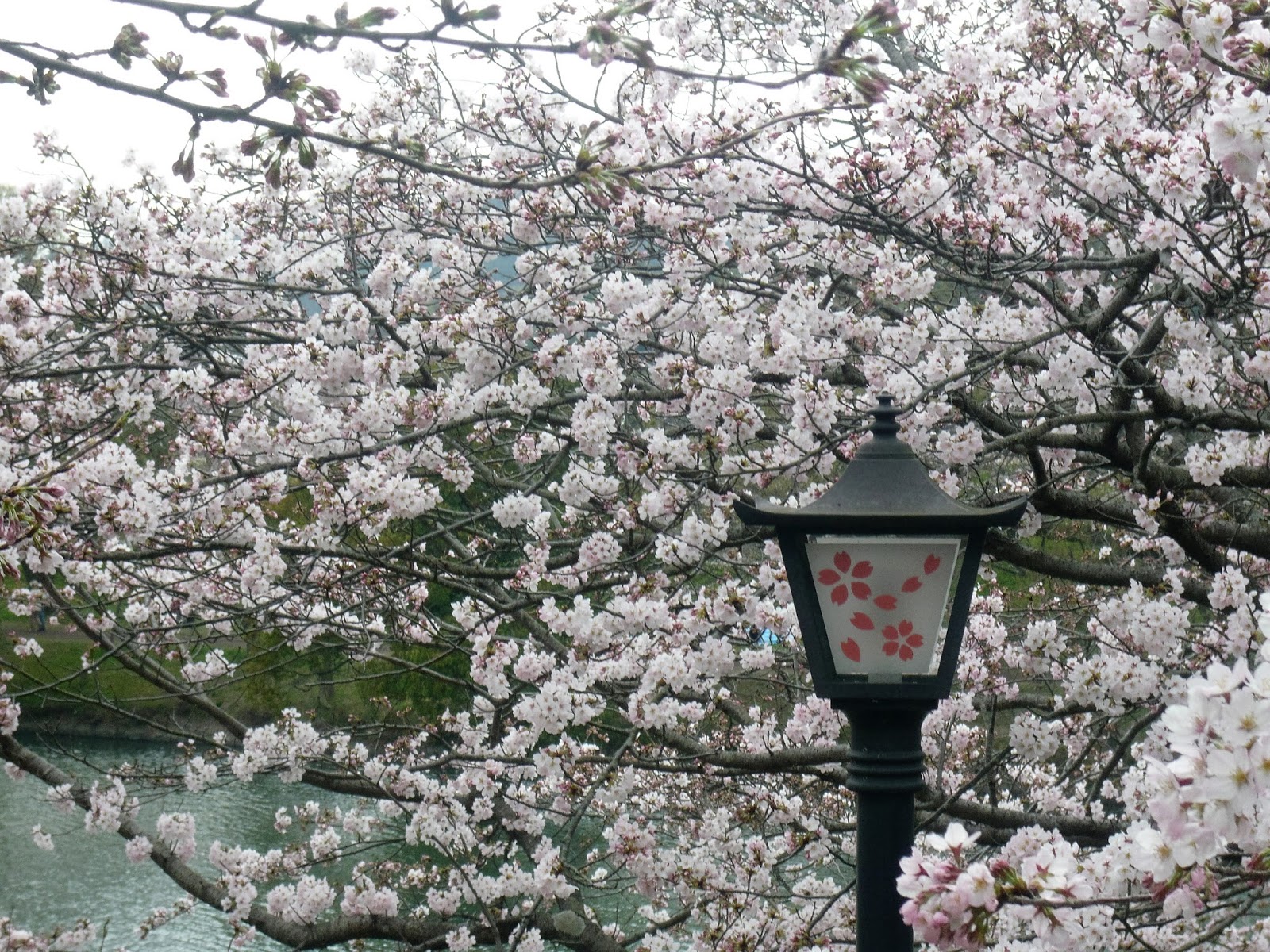 イギリス ウォーキング録 酒津公園の桜
