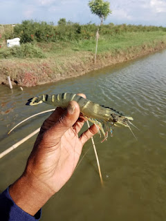 Kelayakan Polikultur Udang