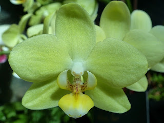 Phalaenopsis King Car Yellow Girl - Doritaenopsis King Car Yellow Girl 