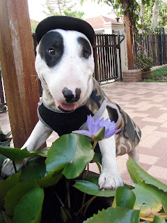 Bull Terrier Soldier Gallory : น้องหมา ในชุด ทหาร ออกศึก