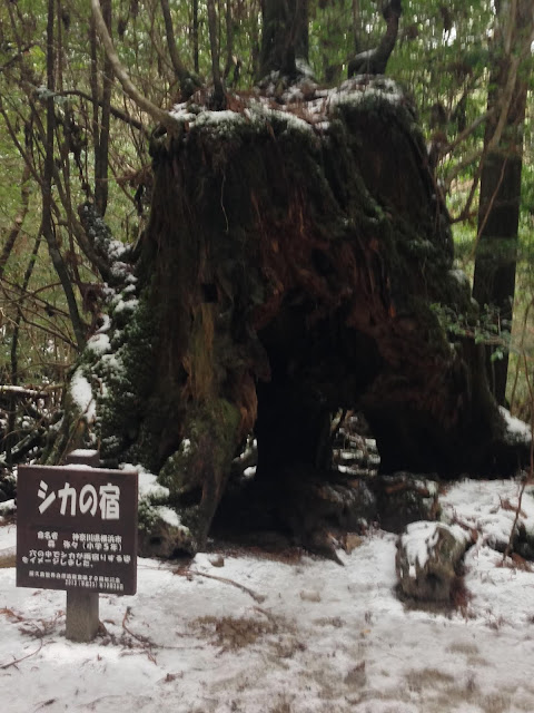 シカの宿