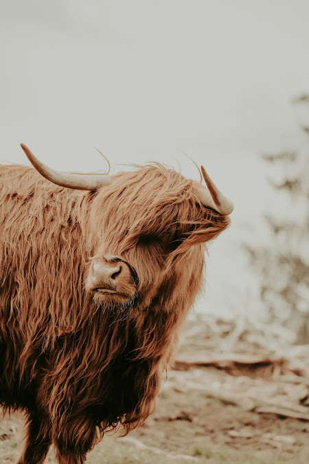 Fluffy Cow