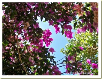 fleurs vacances