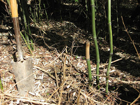 how to transplant bamboo, bamboo tree, grass