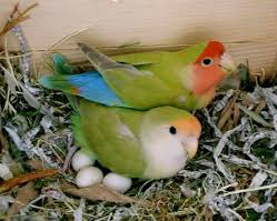 Cara Menernak Lovebird Dan Merawat Anak Lovebird Baru Menetas