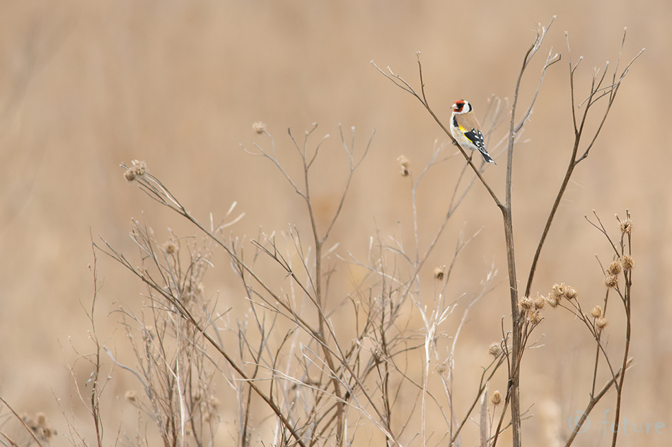 Ohakalind, Carduelis carduelis, European Goldfinch, Eurasian, vint