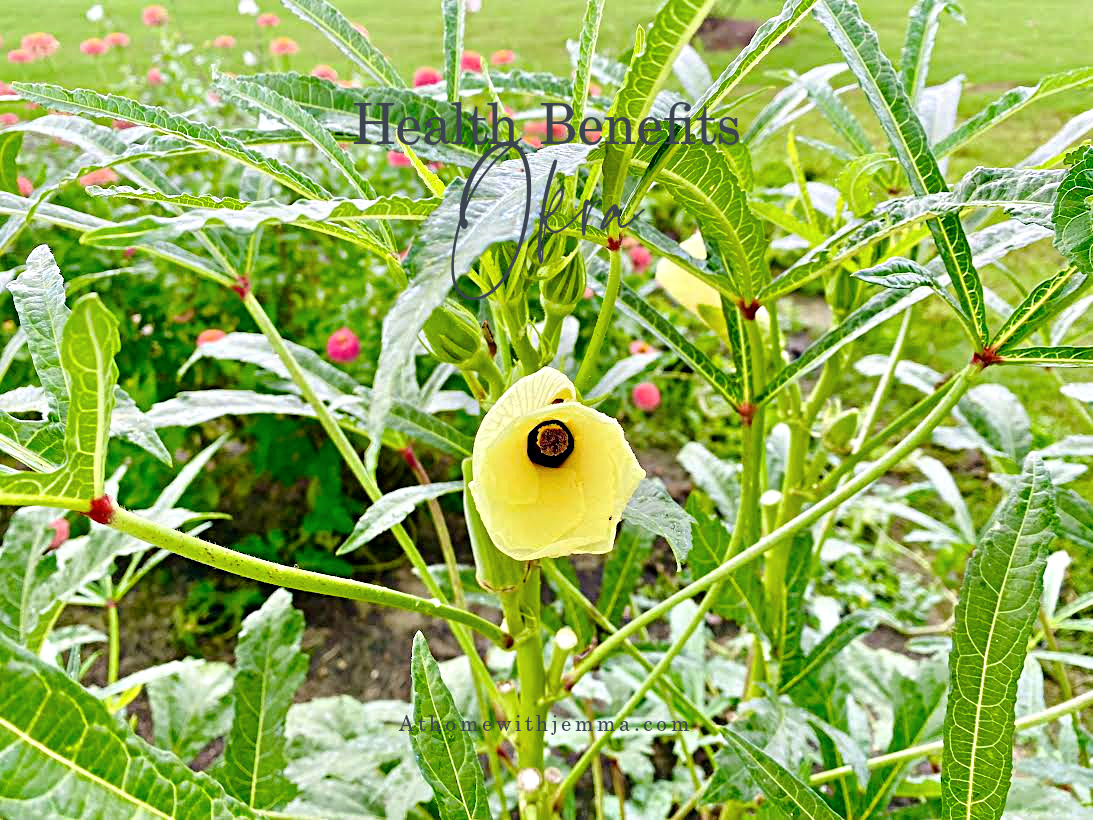 okra-gardening-tales-vegetable-health-benefits