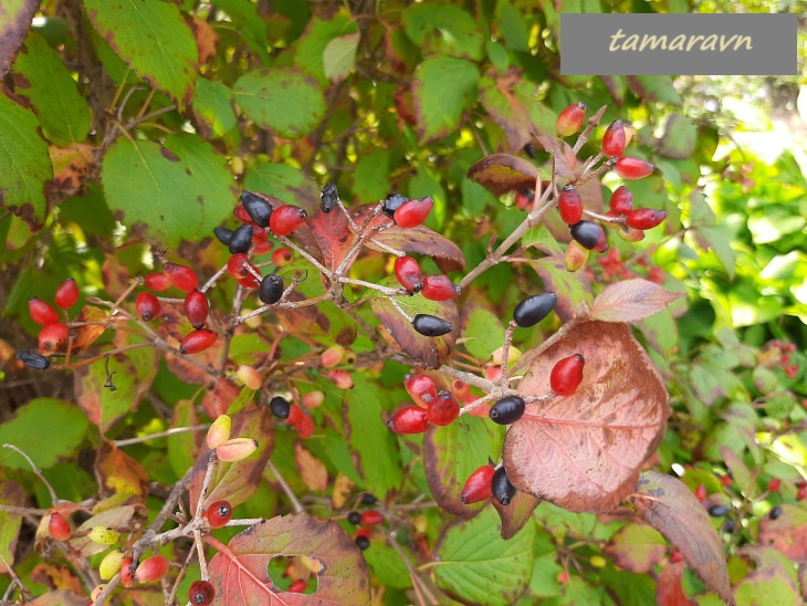 Калина буреинская (Viburnum burejaeticum)