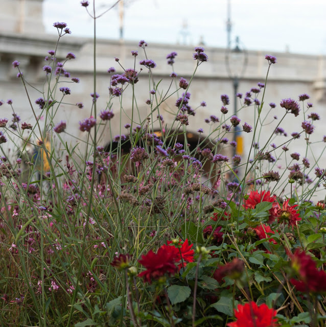 autumn flowers