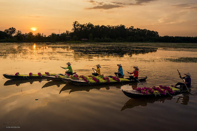 Sunrise with rowing boat of water lily flower in Mekong Delta