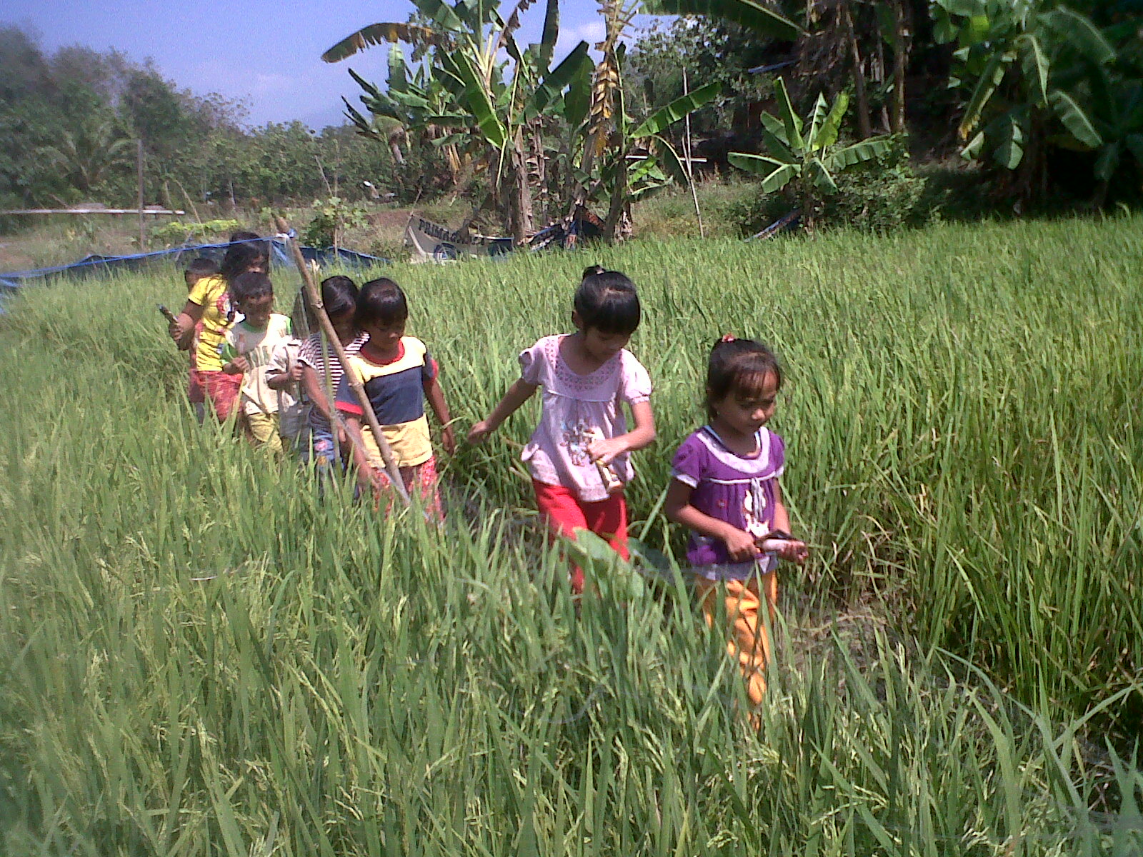 Libur Anak  anak  Bermain di  Sawah  HARIAN SEMARANG 