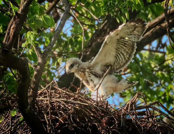 Tompkins Square red-tailed hawk nestling stretching its wings