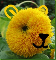 Sunflower Tedy Bear1