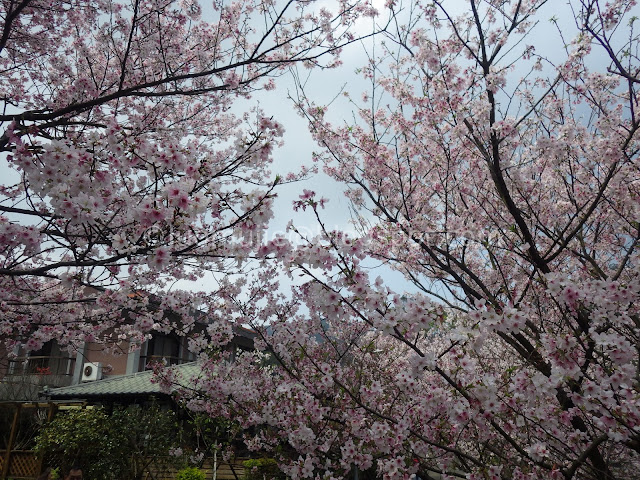 Taipei cherry blossoms Orange Cafe